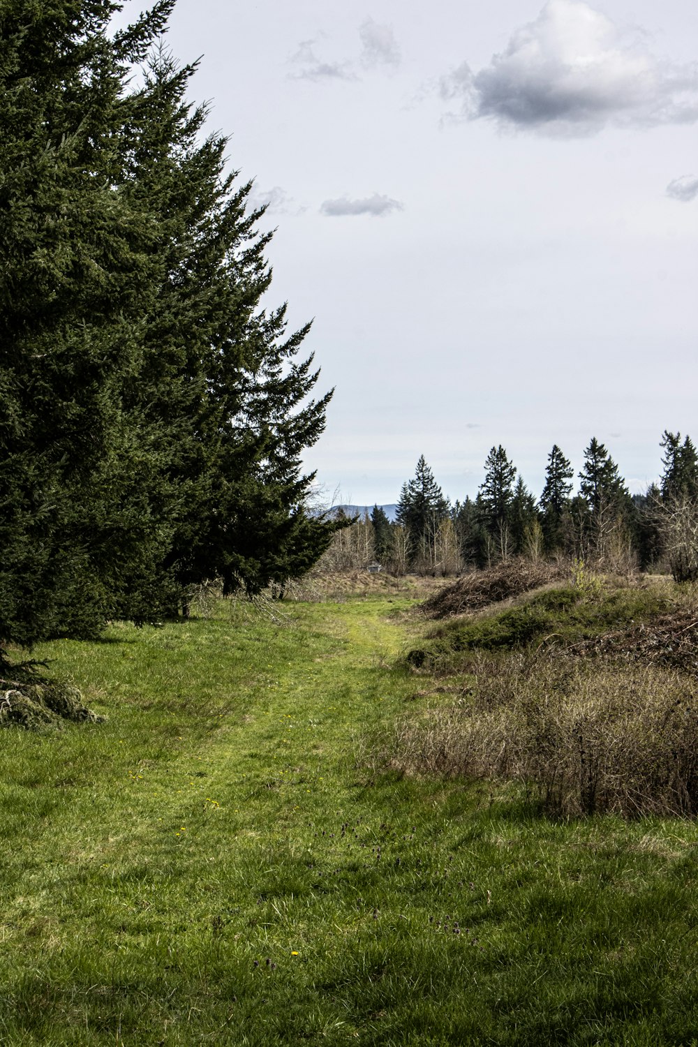 a grassy field with trees and a bench in the distance