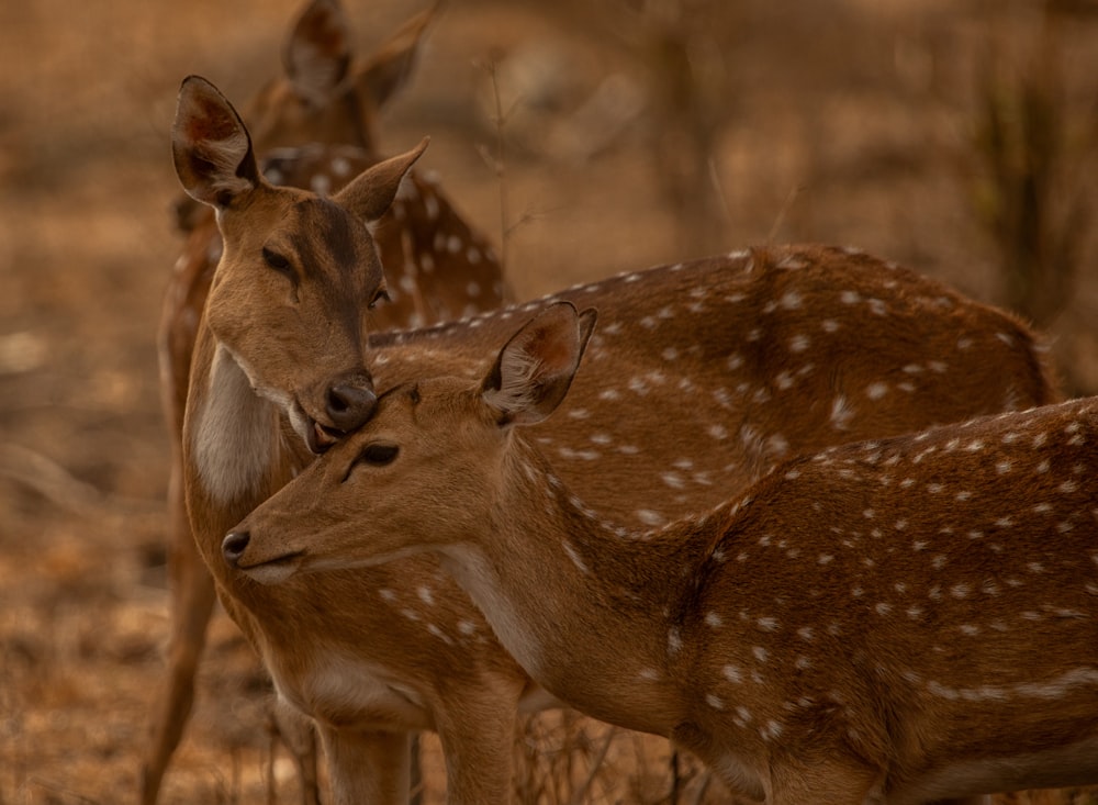 a couple of deer standing next to each other