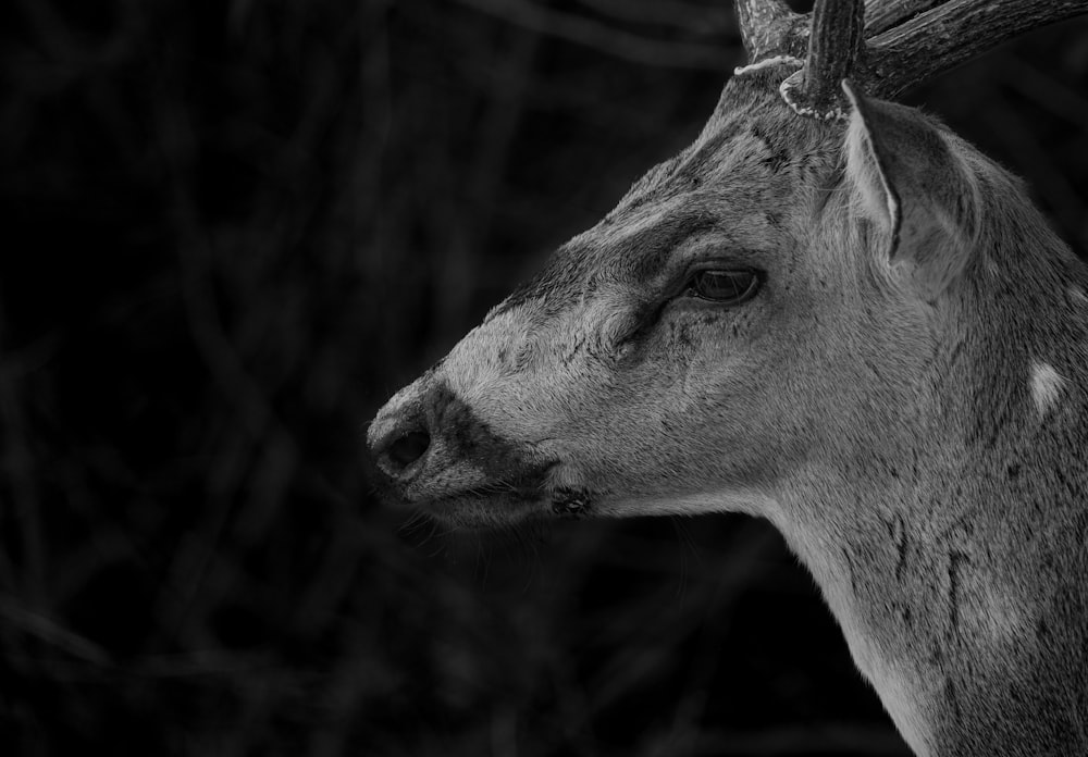 a black and white photo of a deer's head