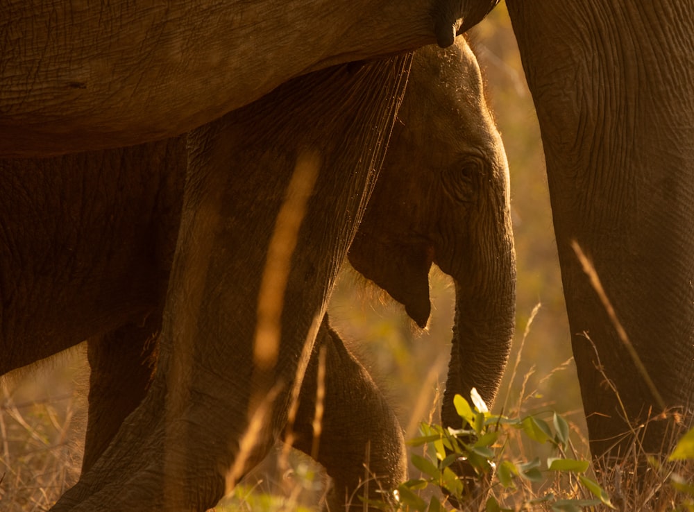 a close up of two elephants in a field