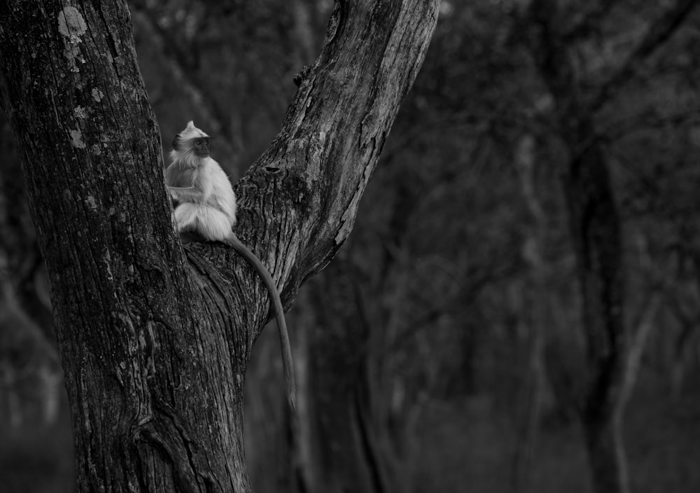 a black and white photo of a bird perched on a tree