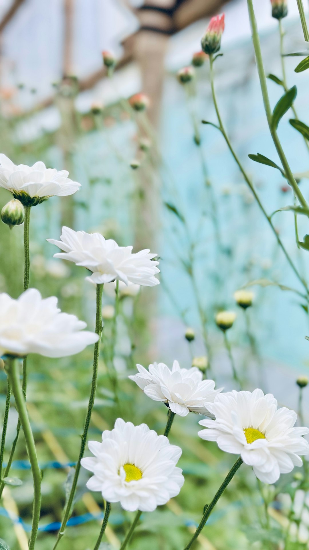 chrysanthemums straight from the garden