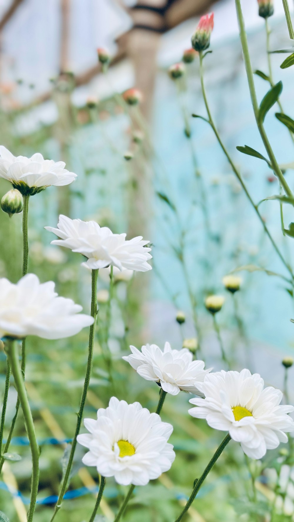 a bunch of white flowers in a garden