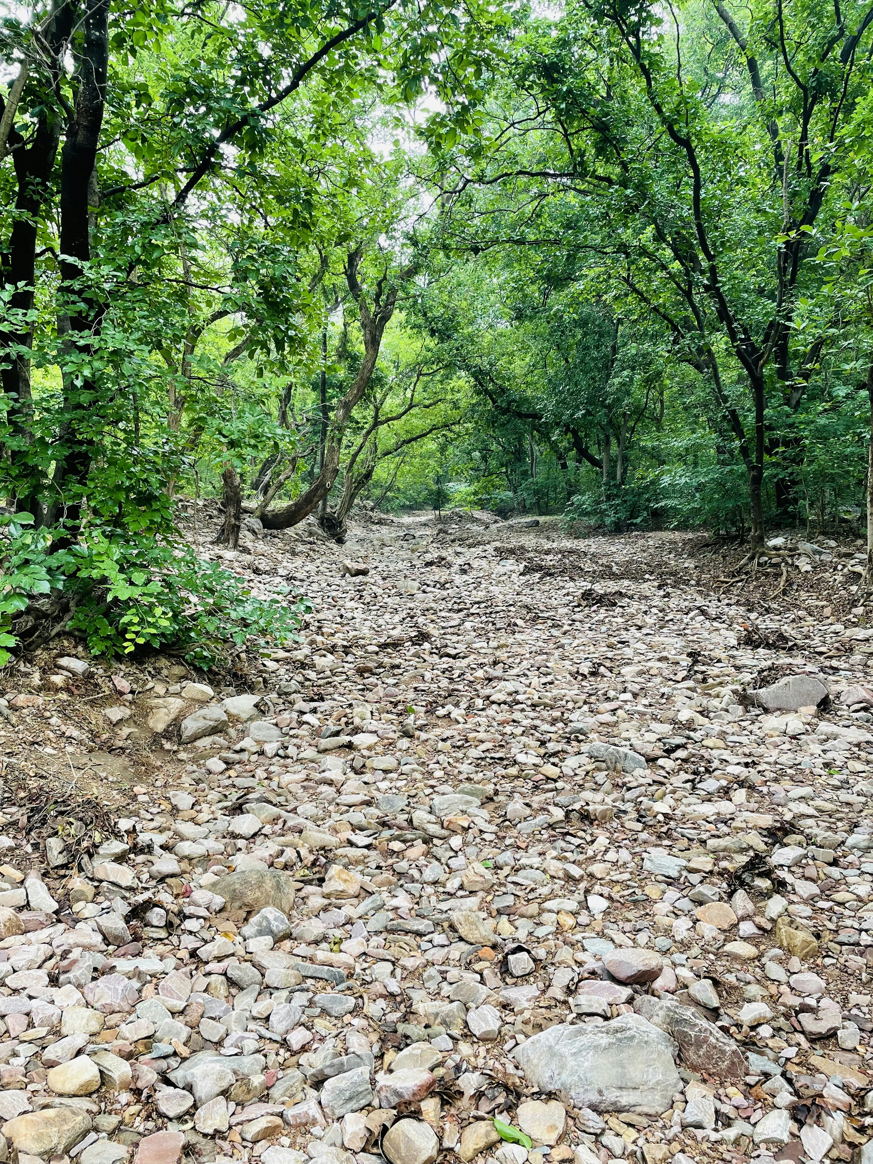 A dirt road surrounded by trees and rocks photo – Free Vegetation Image ...