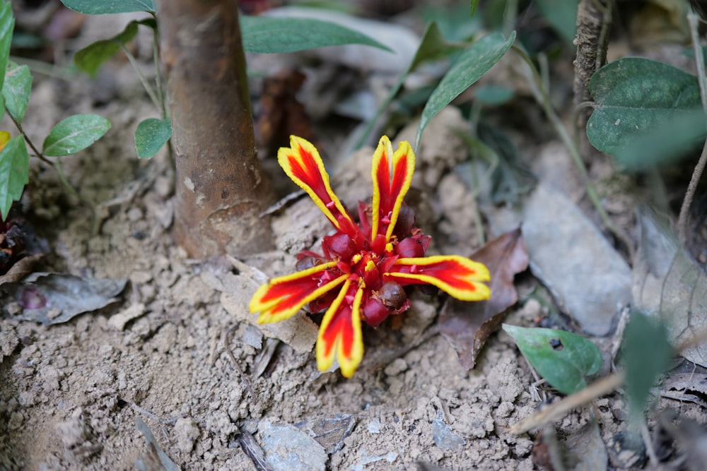 a small red and yellow flower on the ground