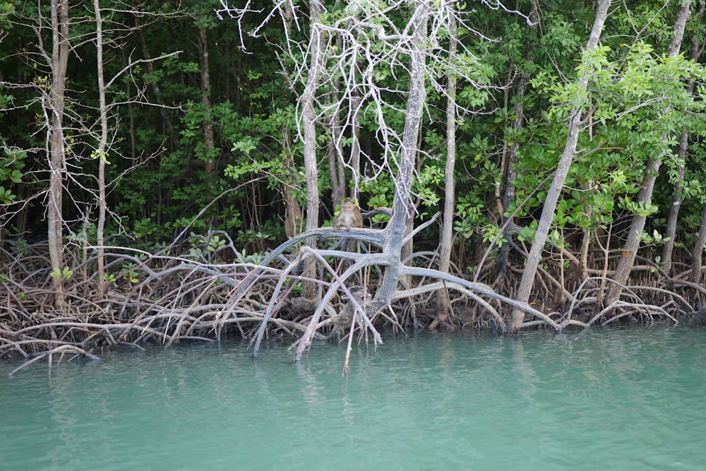 a dead tree sticking out of the water