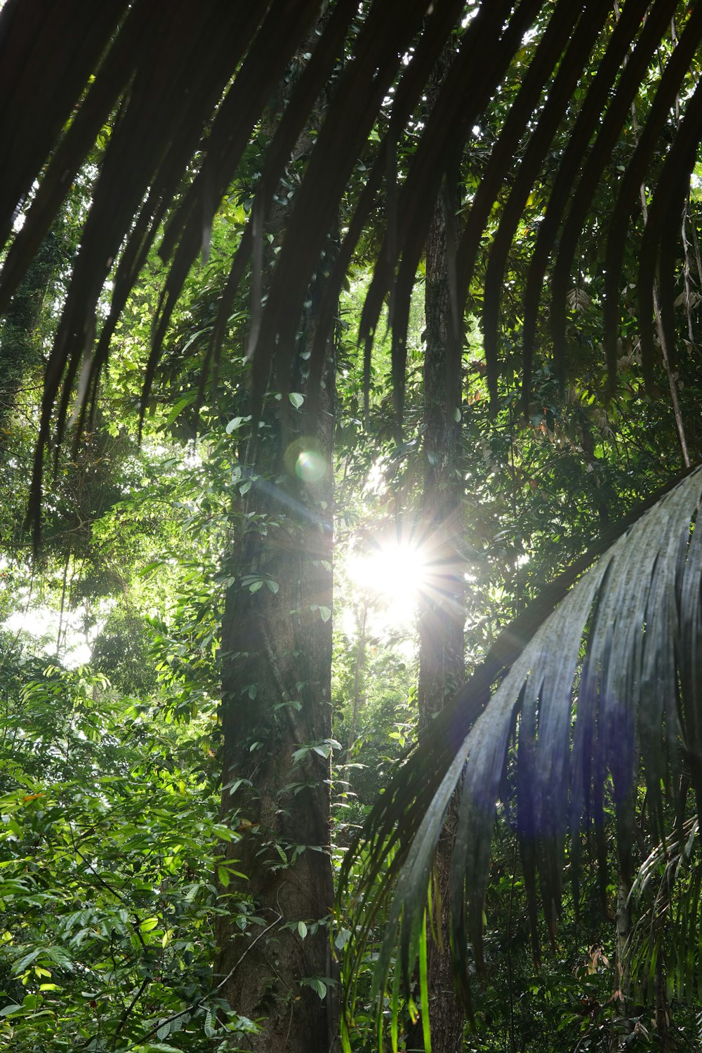 O sol está brilhando através das árvores na selva