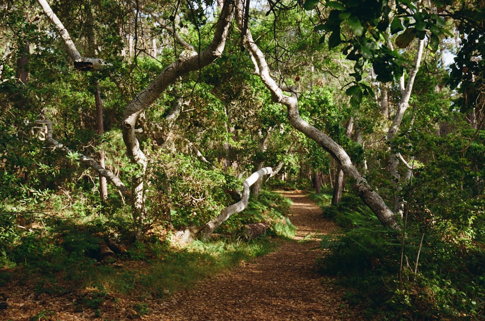 a dirt path in the middle of a forest