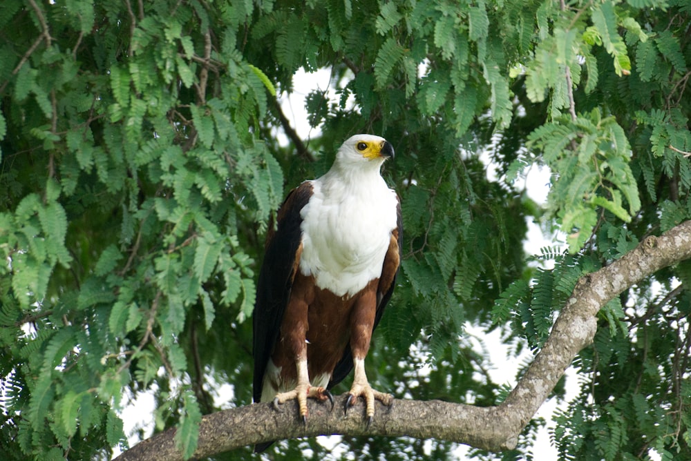 a large white and brown bird perched on a tree branch