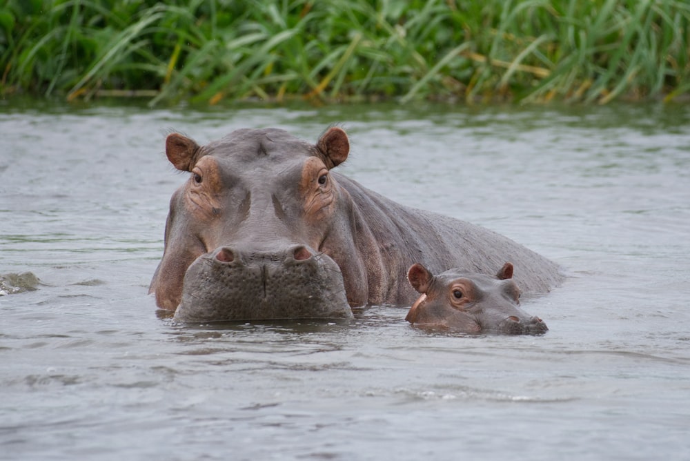 a hippopotamus and its baby in the water