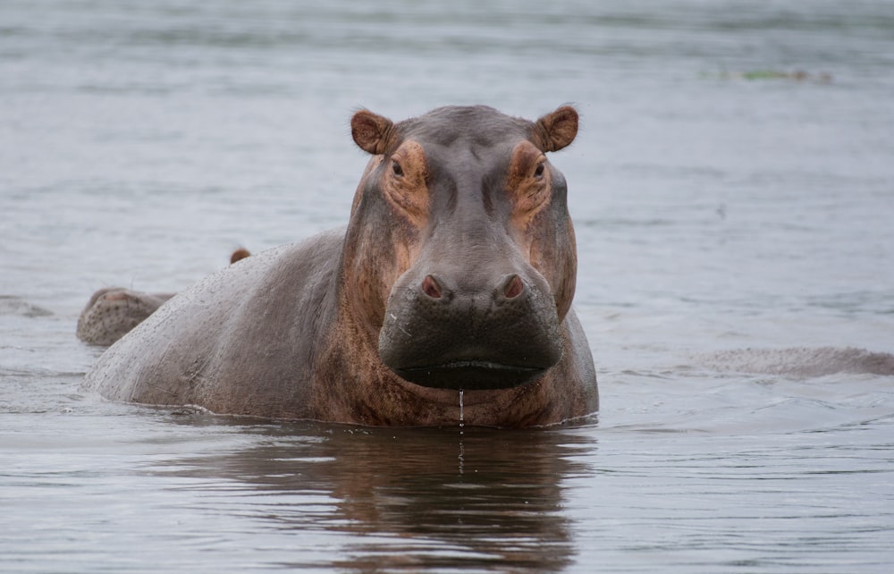 a hippopotamus standing in a body of water