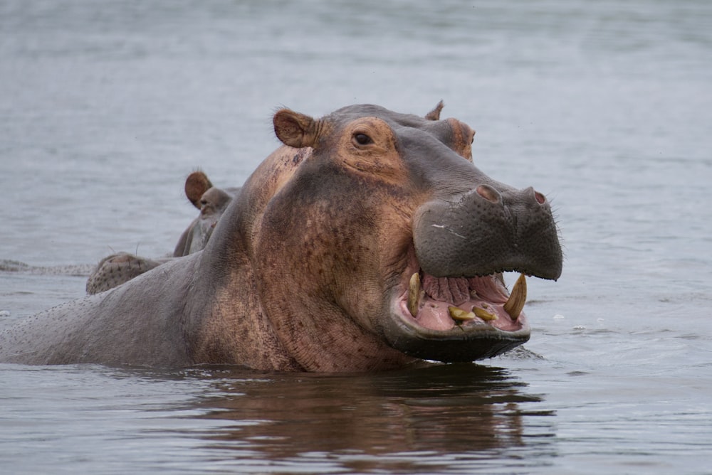 a hippopotamus in the water with its mouth open