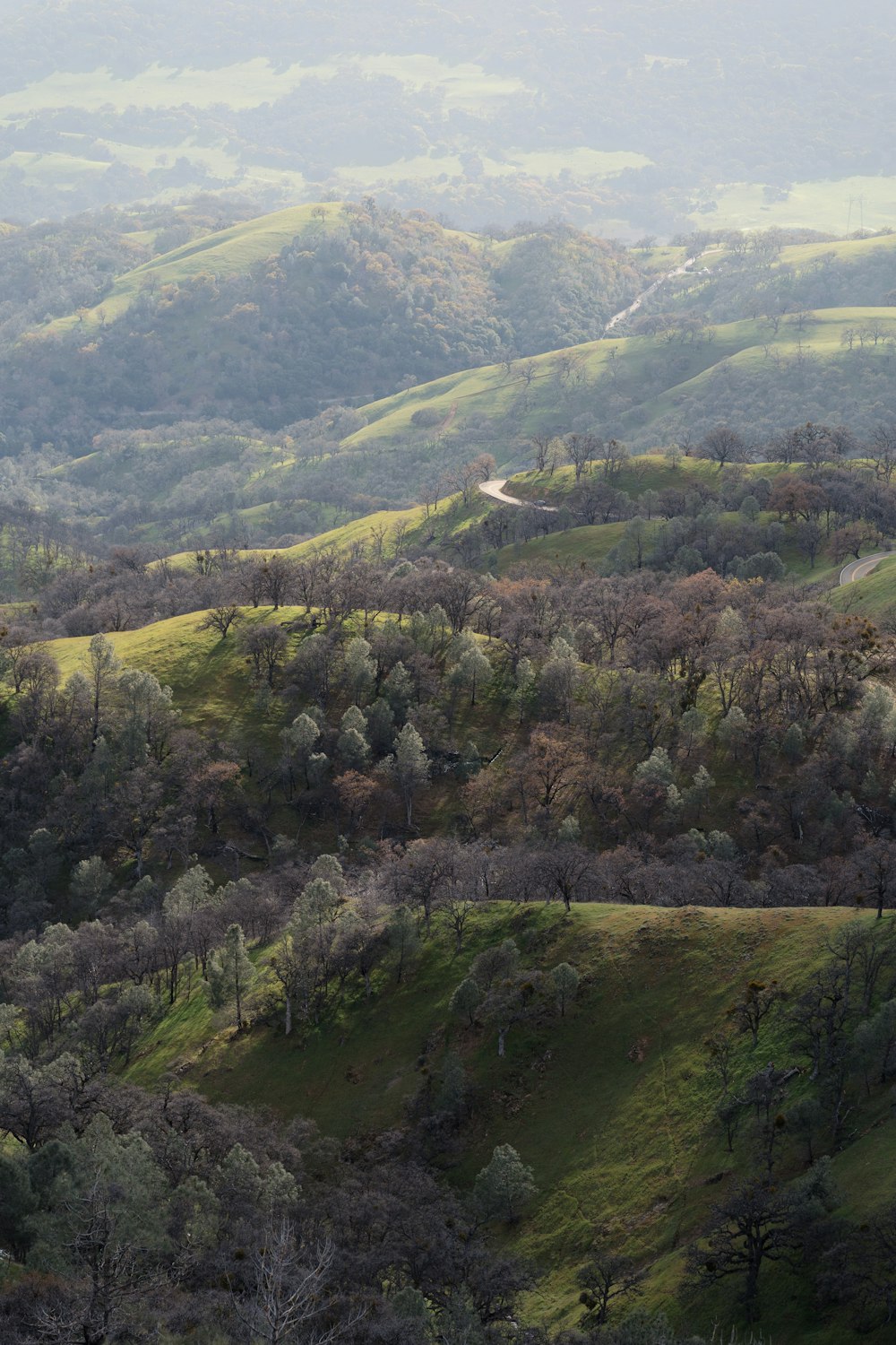 a view of a lush green hillside covered in trees