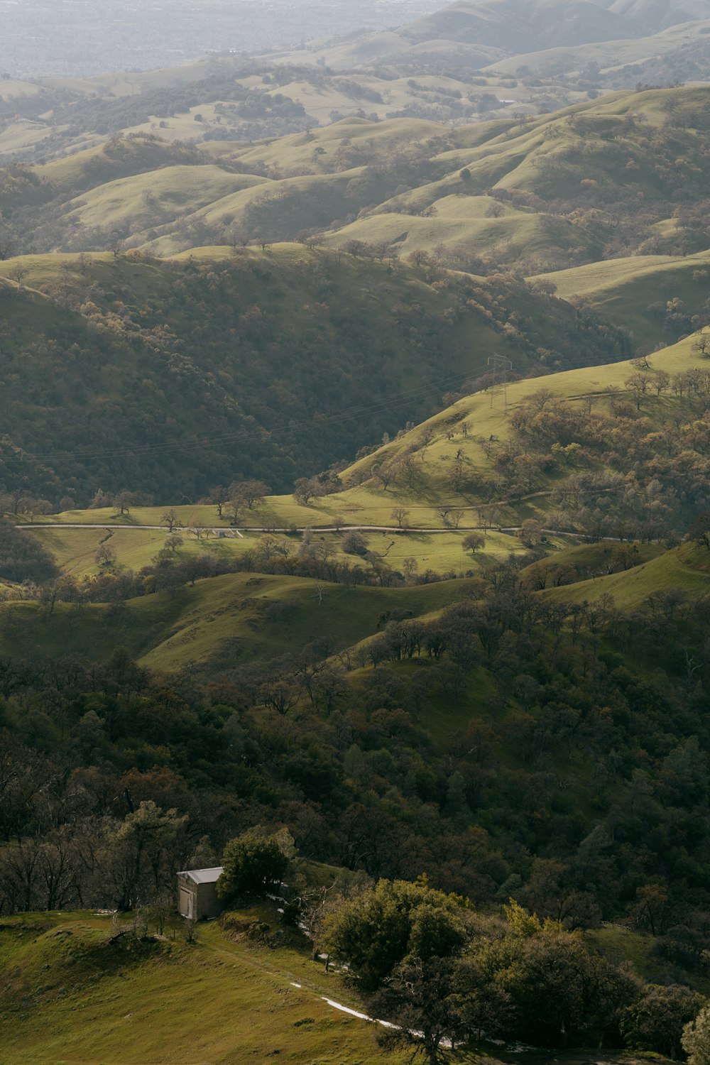 a view of a lush green hillside covered in trees