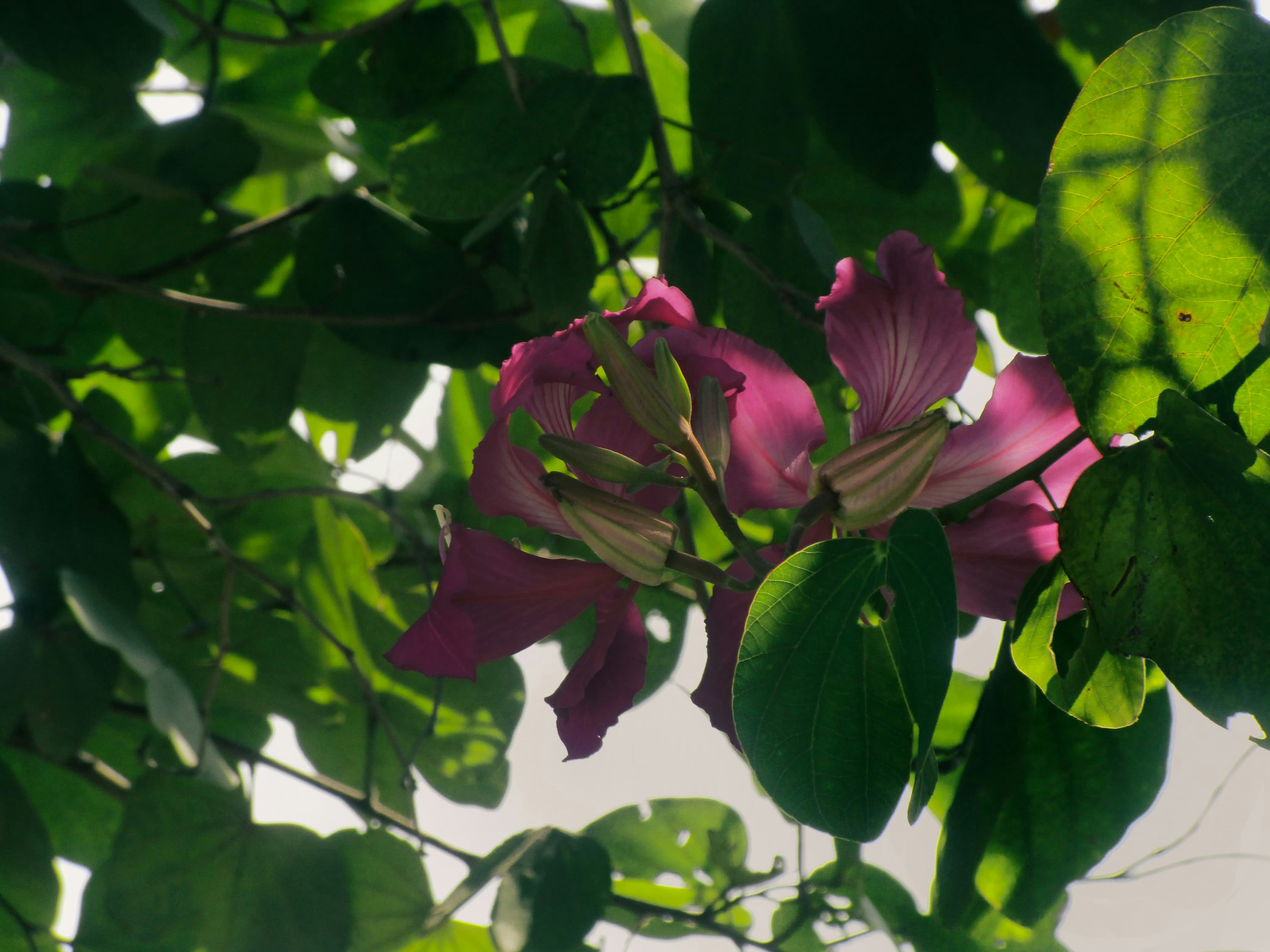 a close up of a pink flower on a tree