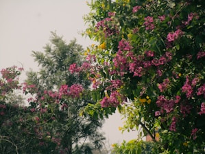 a tree filled with lots of purple flowers