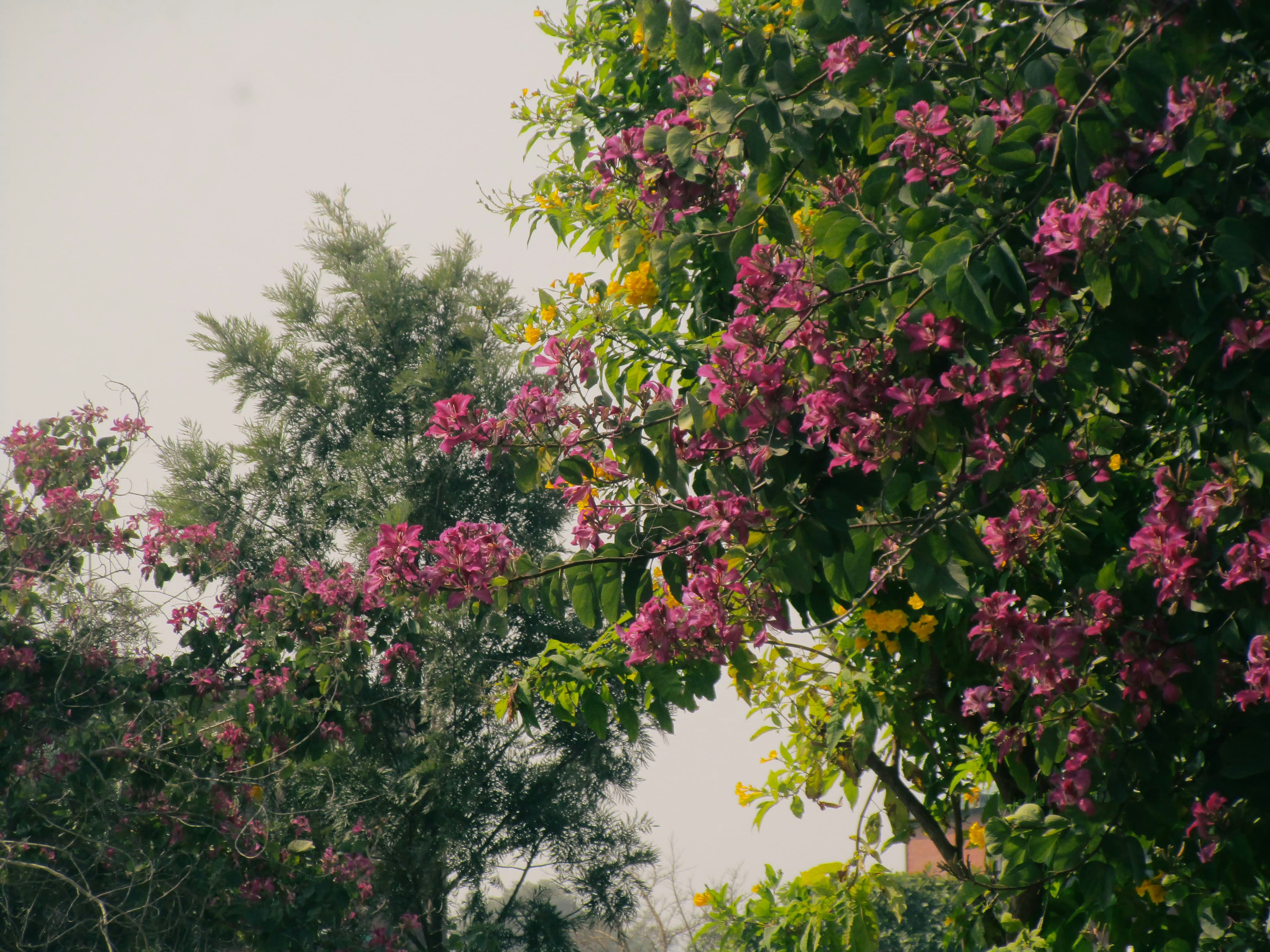 a tree filled with lots of purple flowers