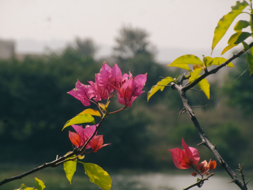 a branch with pink flowers and green leaves