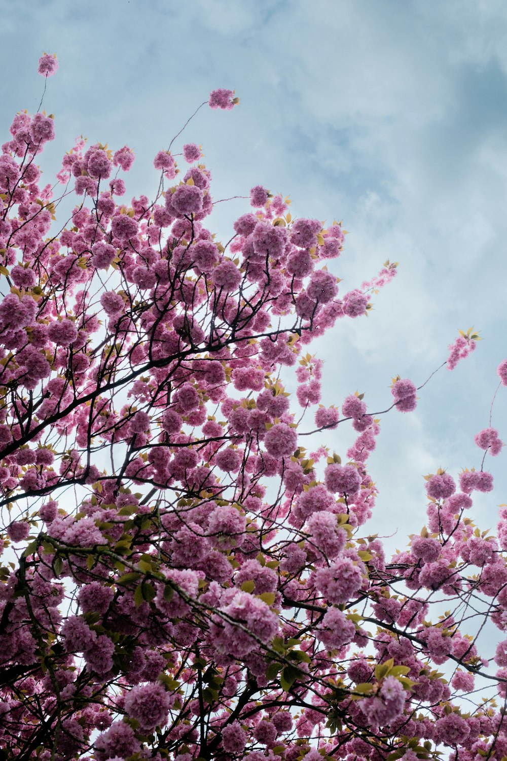 a tree with lots of pink flowers on it