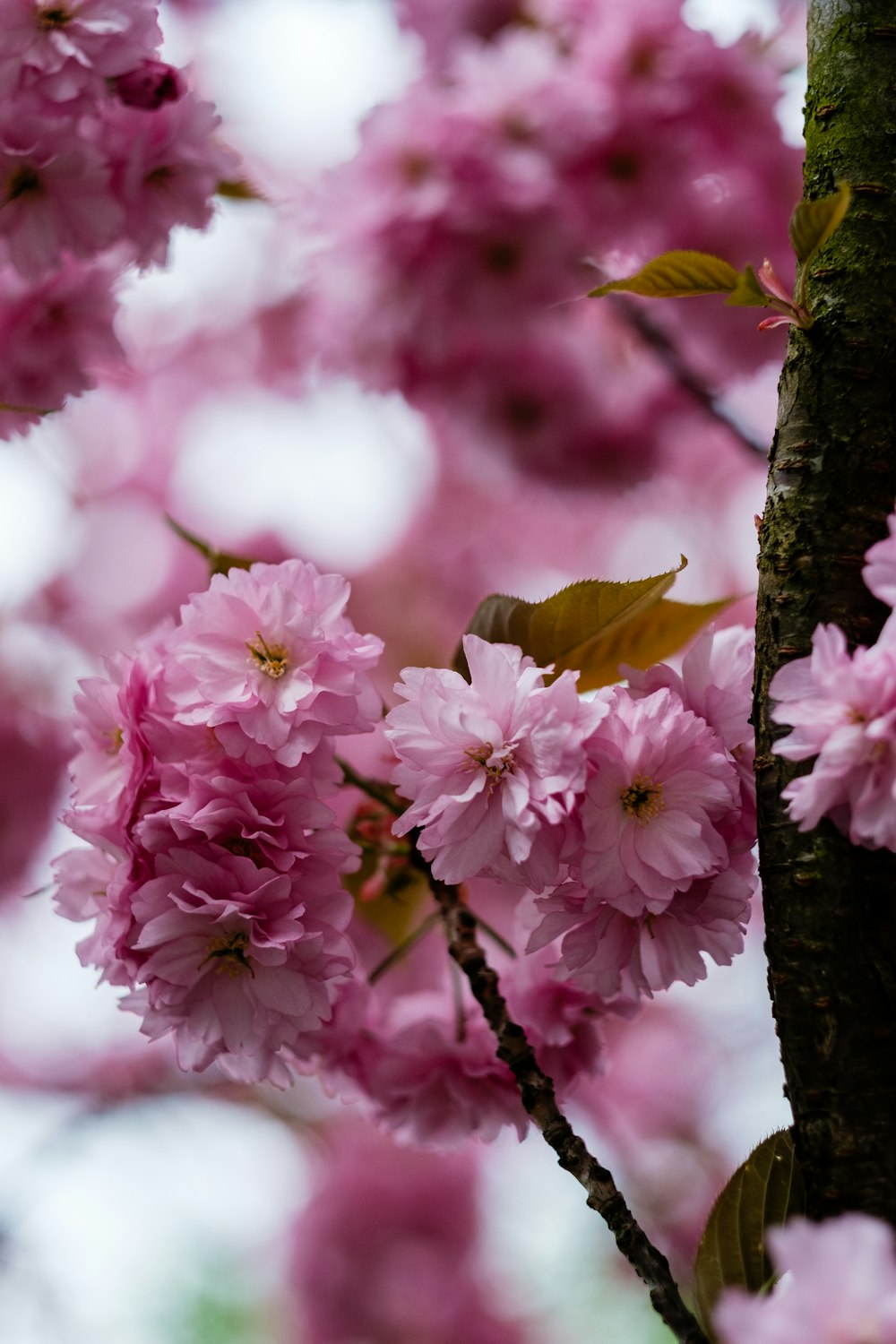 a branch of a tree with pink flowers