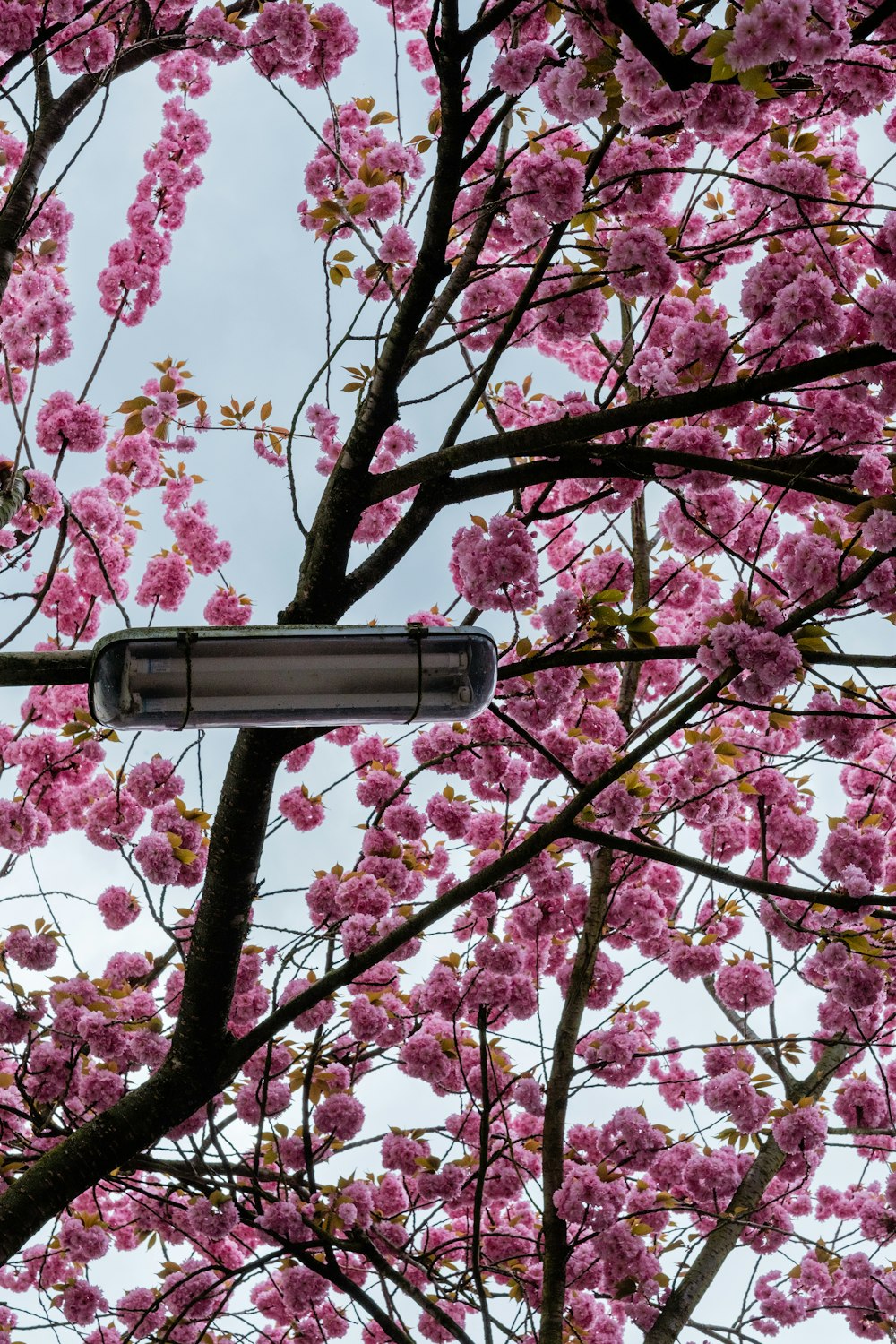 a street sign in front of a tree with pink flowers