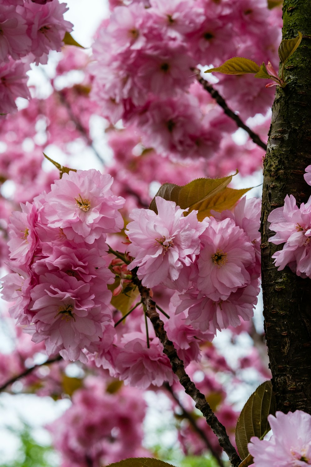 a tree with lots of pink flowers on it