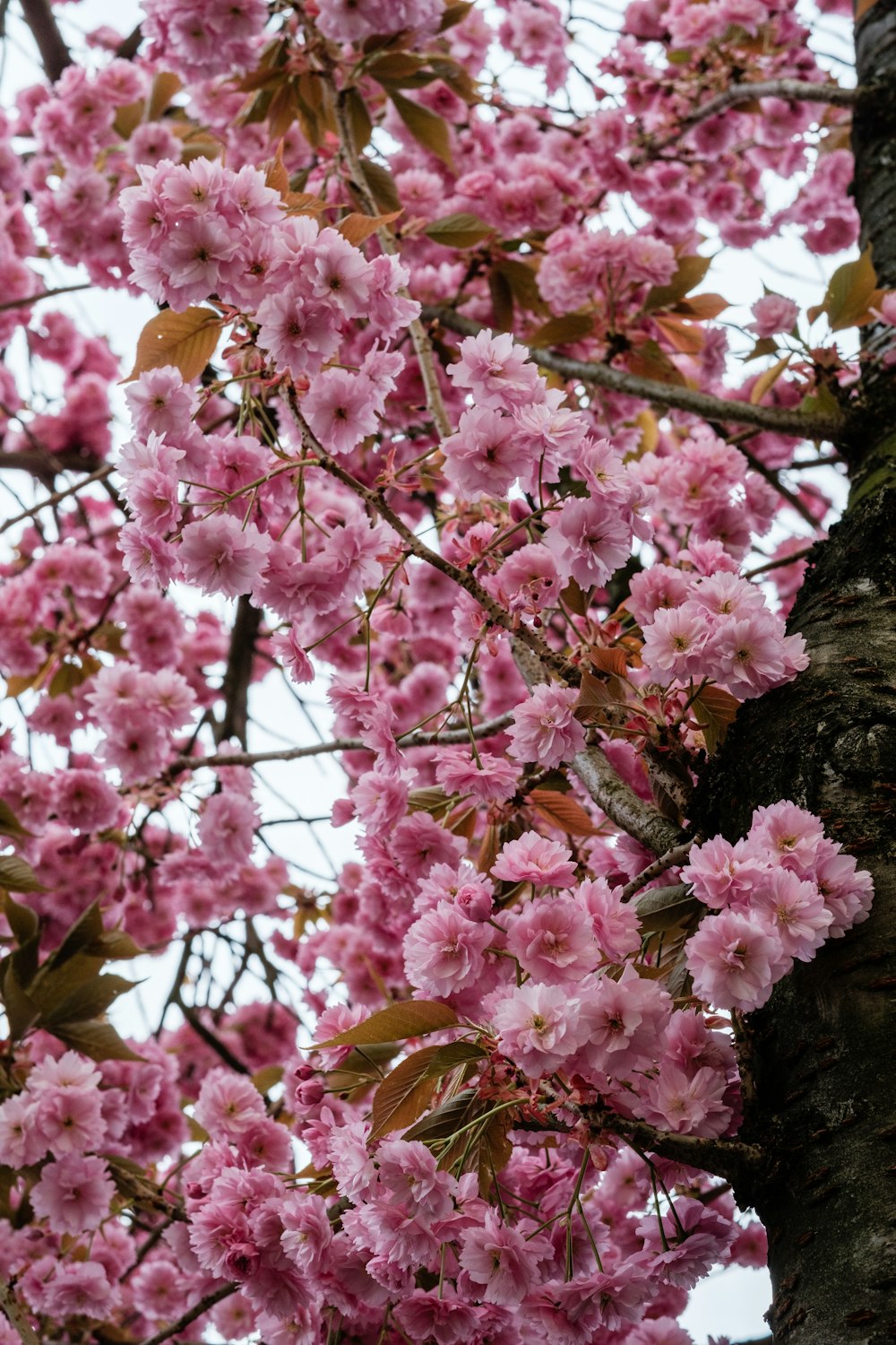 a tree filled with lots of pink flowers