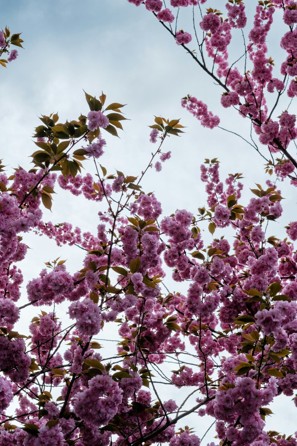 a tree filled with lots of pink flowers