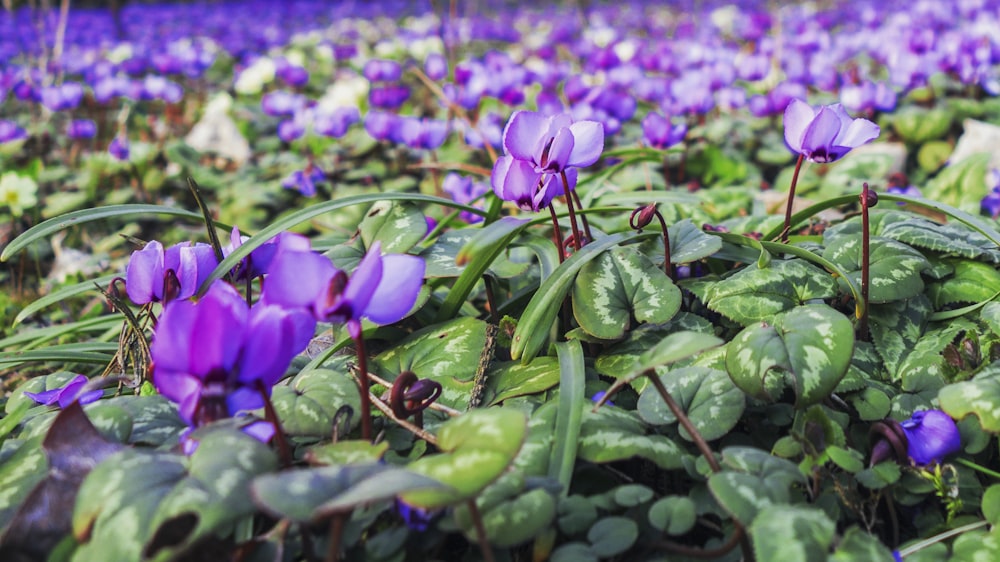 a field full of purple flowers and green leaves