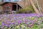 a field of purple flowers in front of a cabin