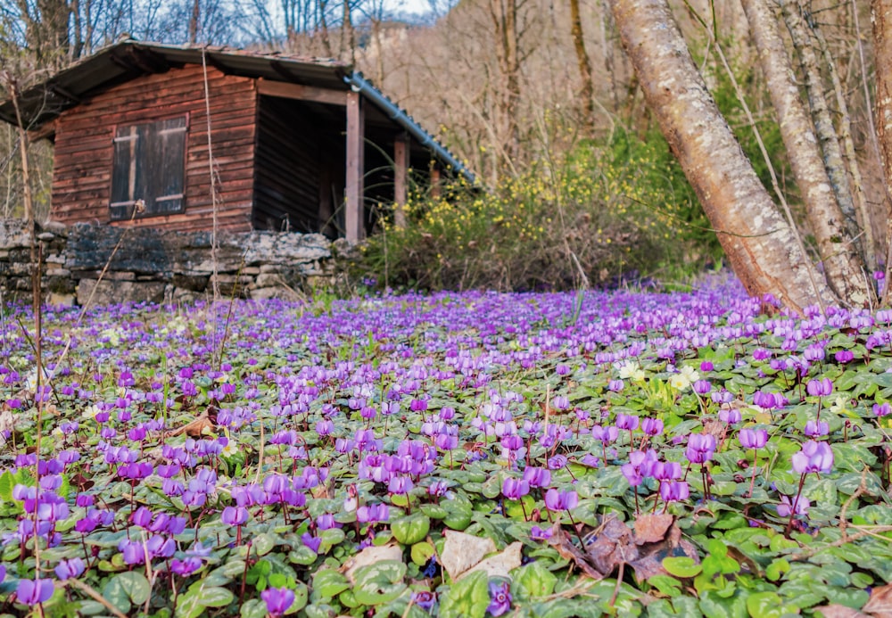 a field of purple flowers in front of a cabin