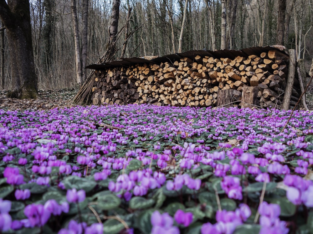 丸太の山の隣に紫色の花が咲き乱れる野原