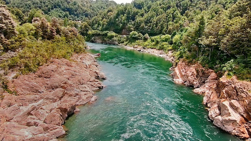 a river running through a lush green forest