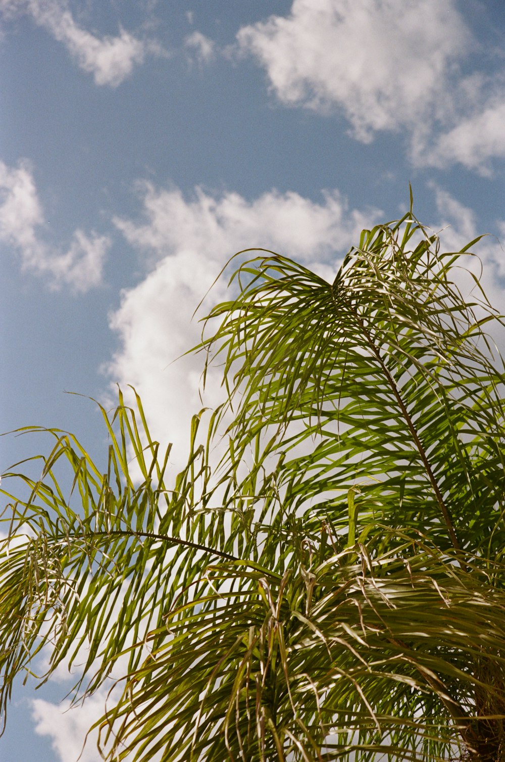 a palm tree with a blue sky in the background