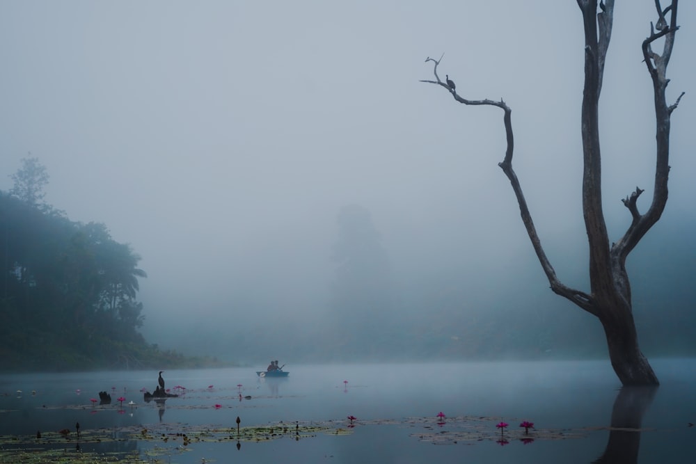 Un cuerpo de agua rodeado de árboles y niebla