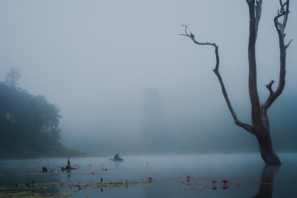 a body of water surrounded by trees and fog