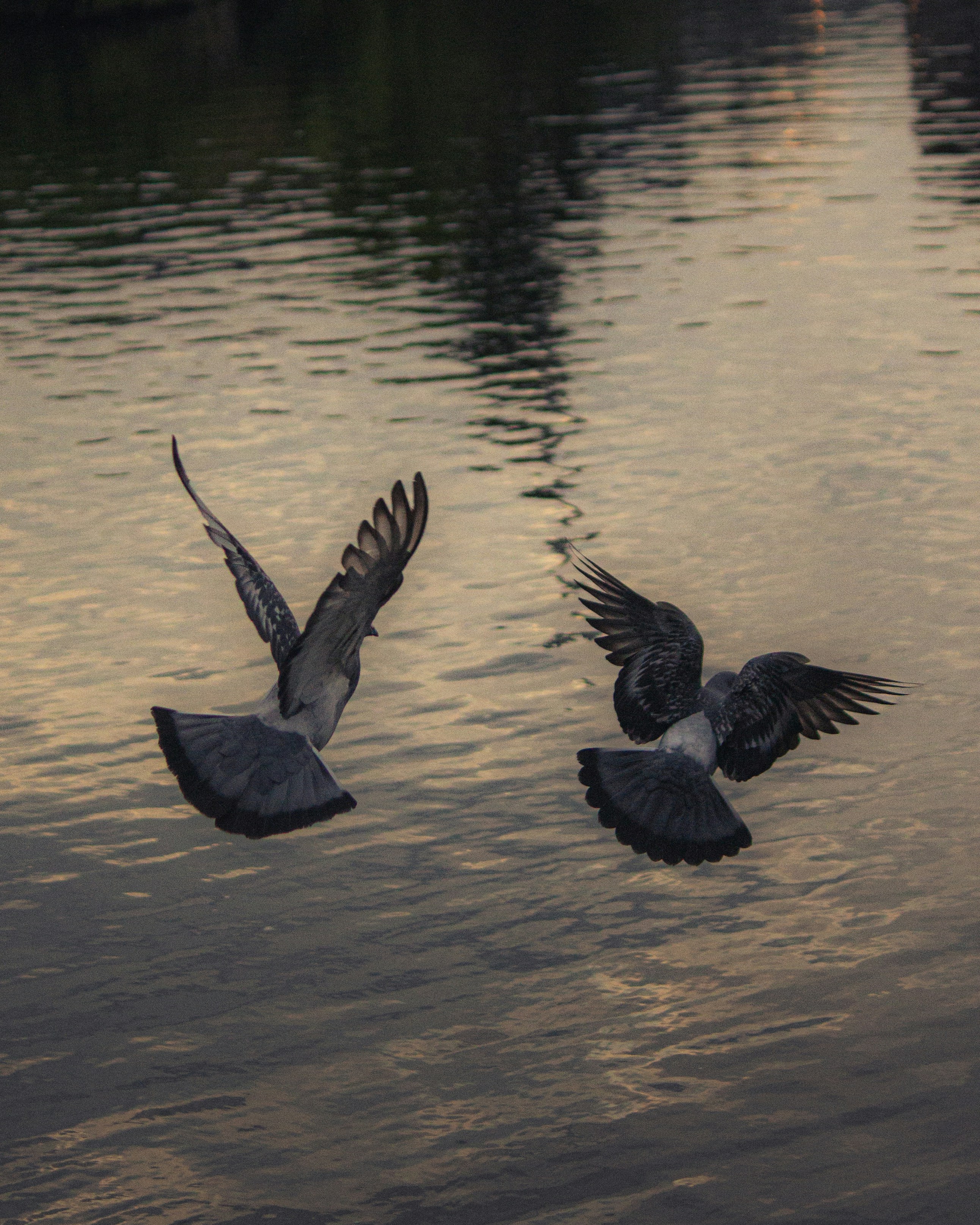 a couple of birds flying over a body of water