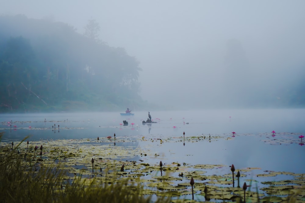 a foggy lake filled with lots of water lilies