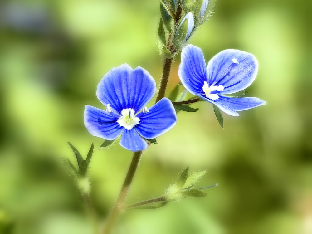 a close up of a blue flower with a blurry background