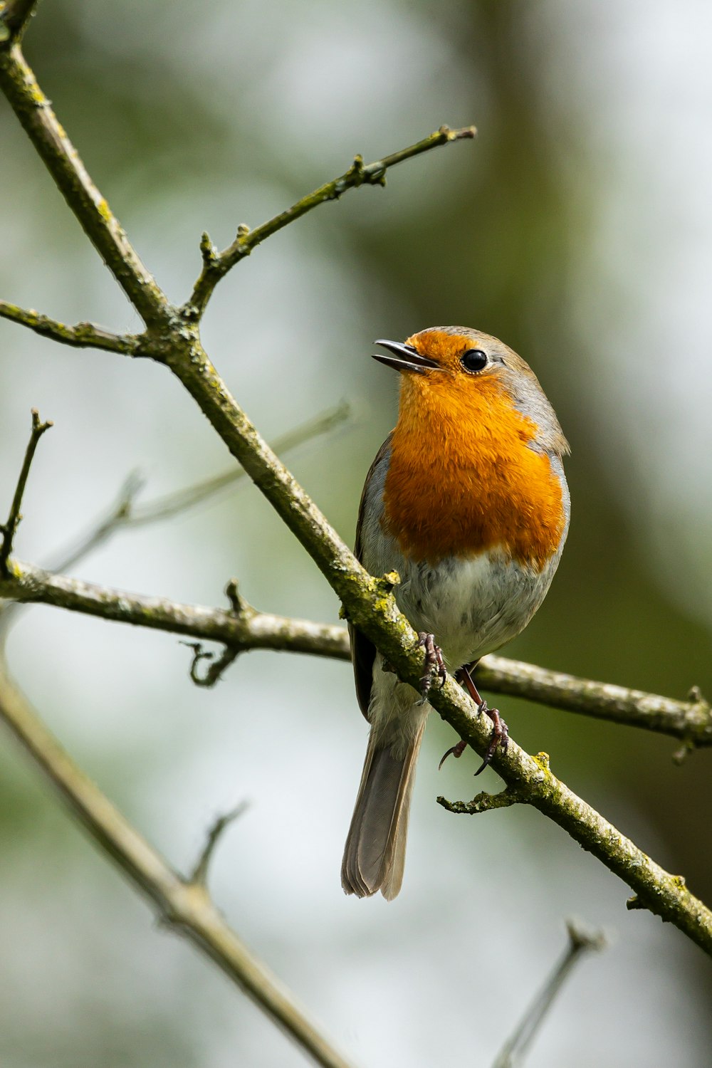 a small bird perched on a tree branch