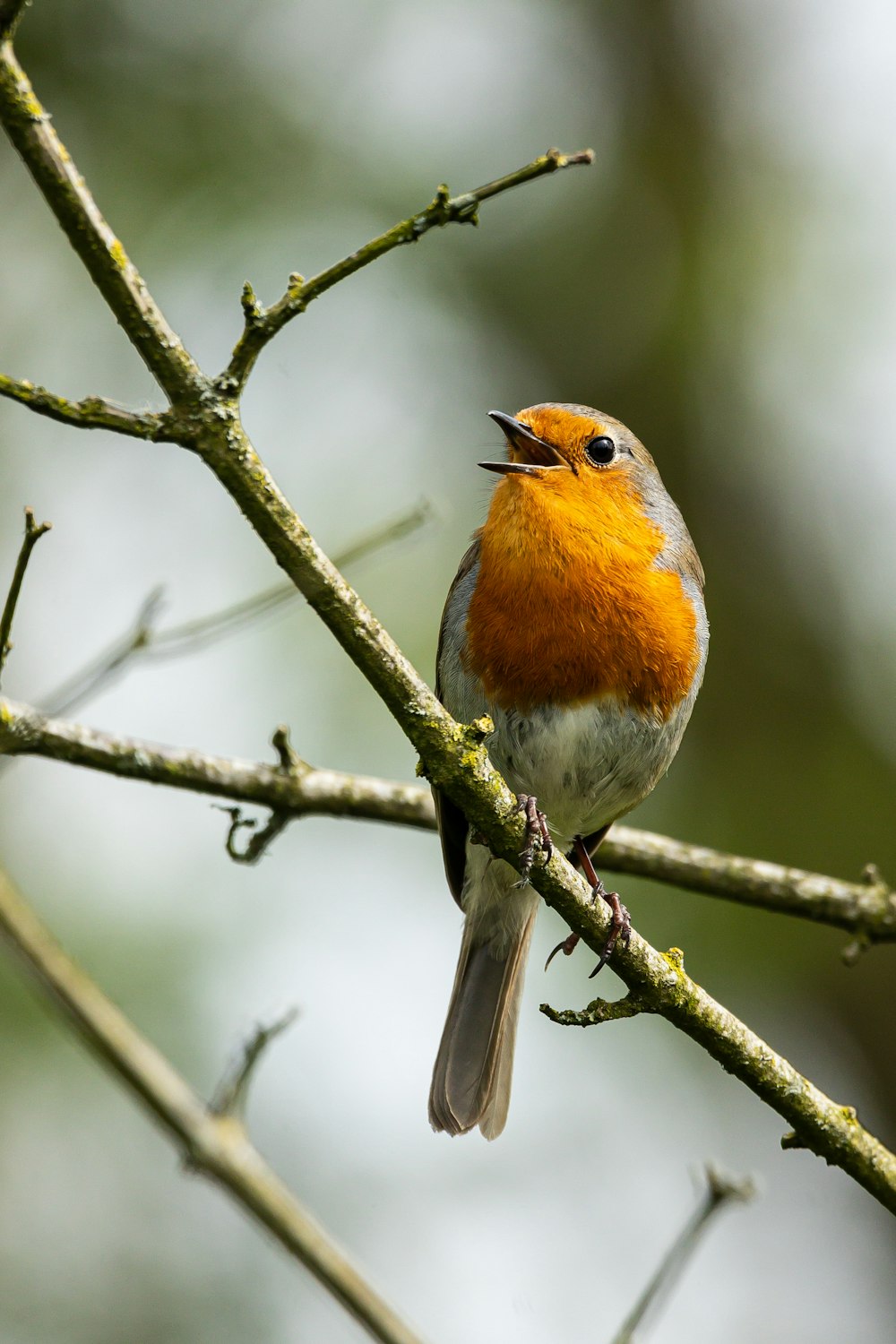 a small bird sitting on a tree branch