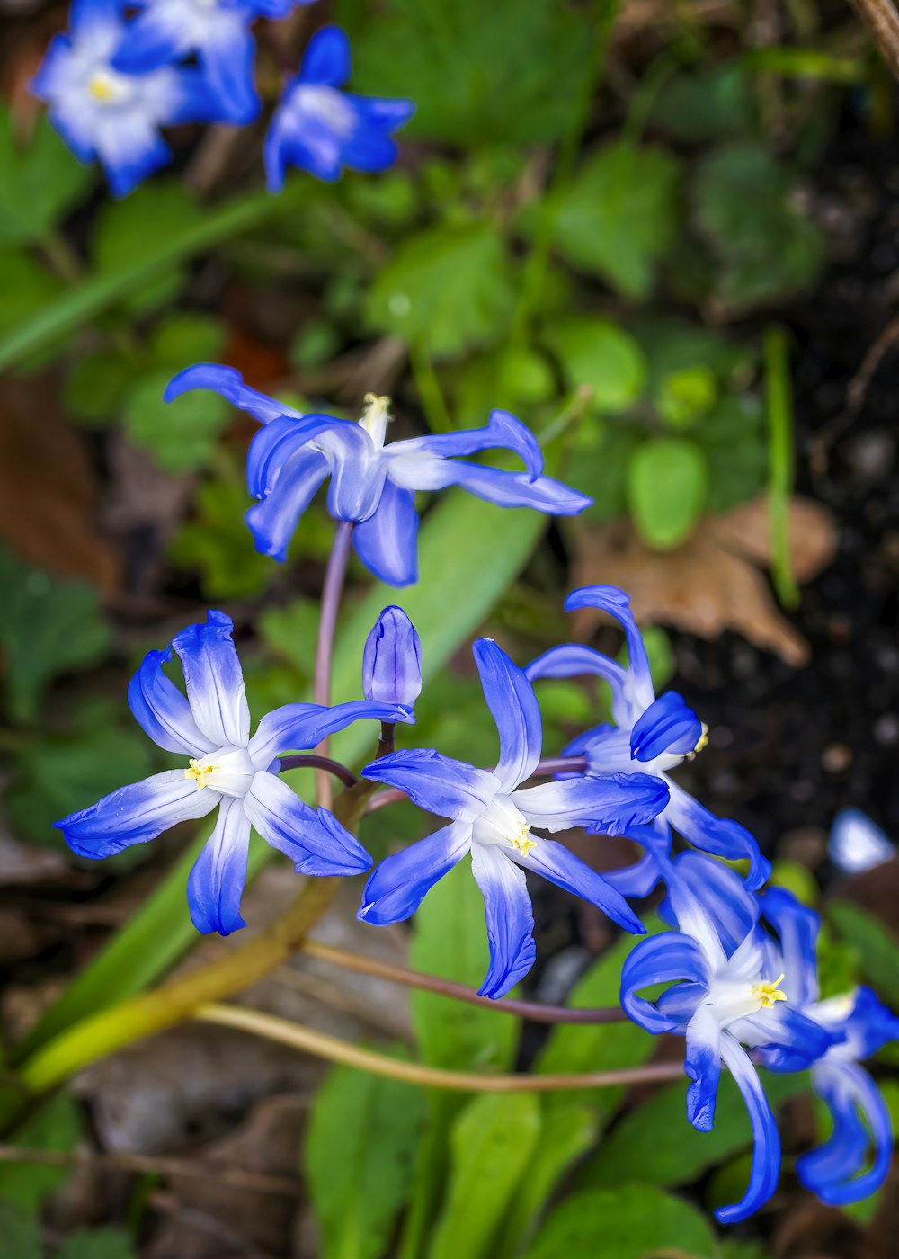 a group of blue and white flowers in a garden