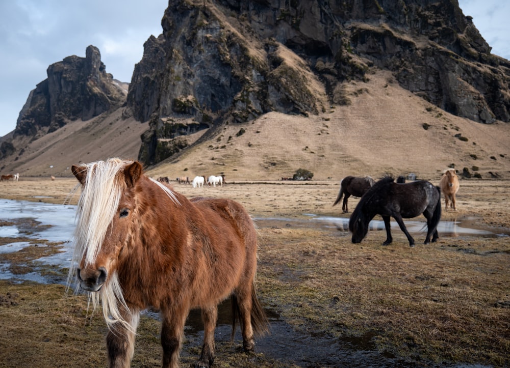 a herd of horses standing on top of a grass covered field