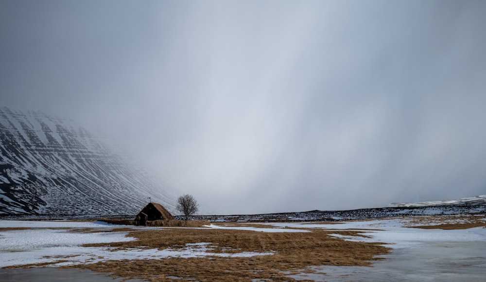 a lone tree stands in the middle of a snowy field