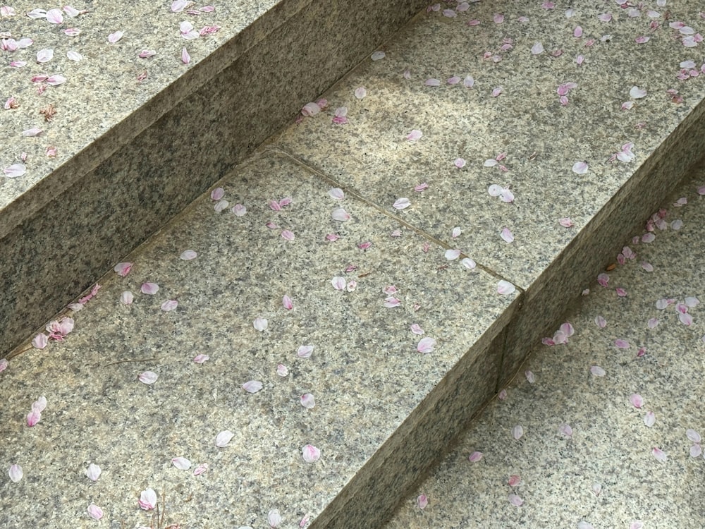 a cat is sitting on a bench with pink petals on the ground