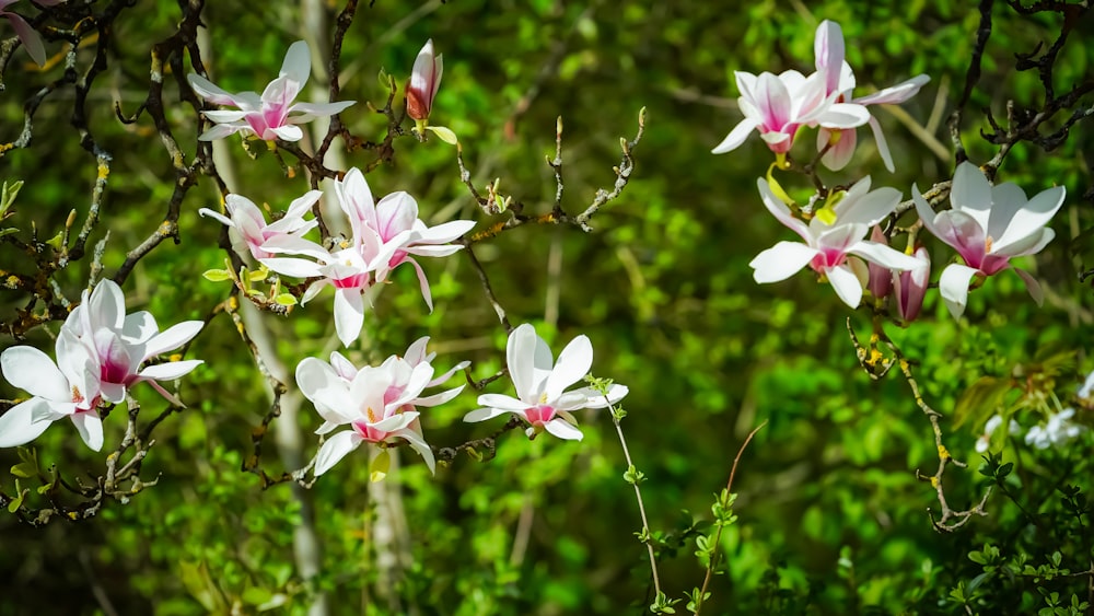 a group of white and pink flowers on a tree