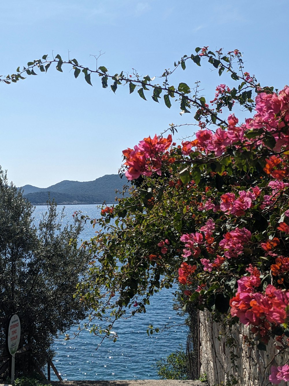 a view of a body of water through some trees