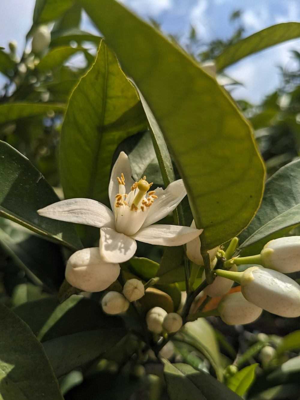 a close up of a flower on a tree