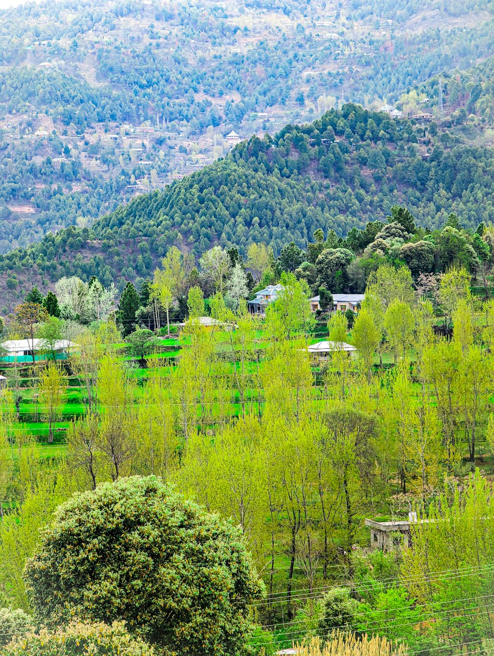 a lush green forest filled with lots of trees