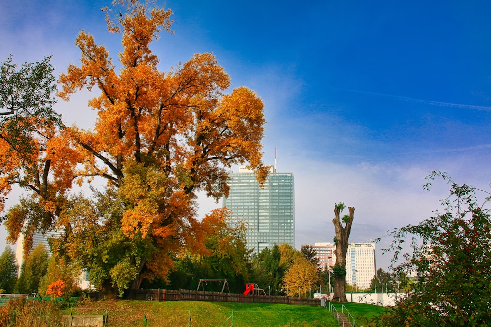 a large tree with yellow leaves in a park